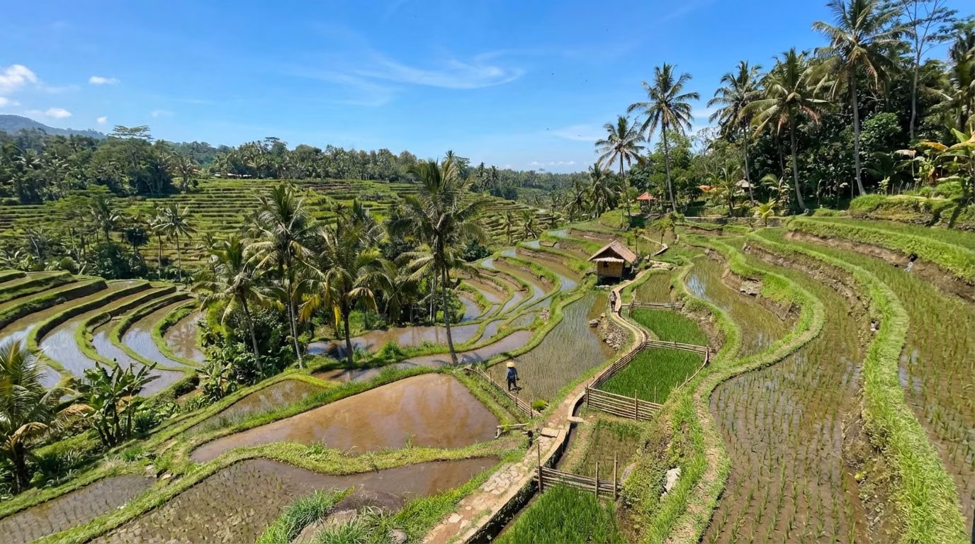 Tetebatu Rice Fields